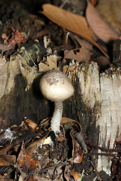 日本白灰鹅膏菌（亚属鹅膏菌）的幼菌（户外野外真菌，真菌学特写微距照片）图片下载