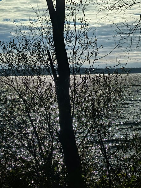 秋季风景，秋季自然，湖边，秋季森林，自然之美，美丽的风景照片，美丽的森林照片，黄叶树木，远处的森林，自然之旅，旅行，旅程，周围世界之美图片下载