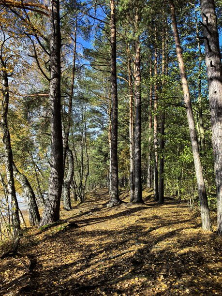 秋季风光，秋季自然，湖边，秋季森林，自然之美，美丽的风景照片，美丽的森林照片，黄叶树木，远处的森林，自然之旅，旅行，旅程，周围世界的美图片下载