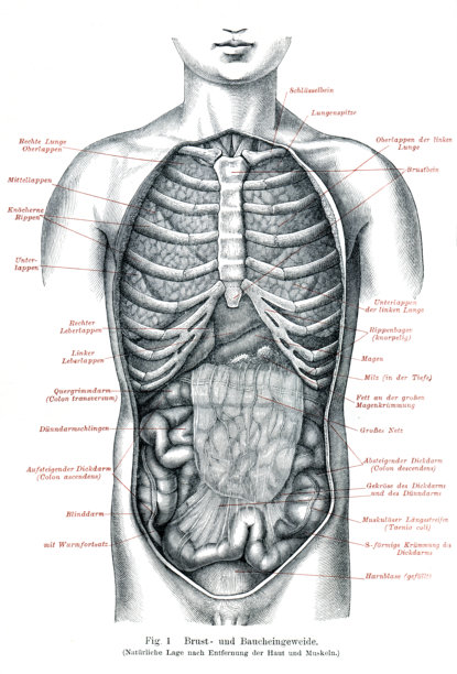 1897年解剖内脏胃肠医学插图图片下载
