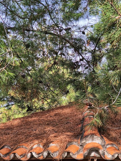 一束明亮的阳光照亮了针叶树枝（松树）及其针叶，这是一张高对比度的照片。图片下载