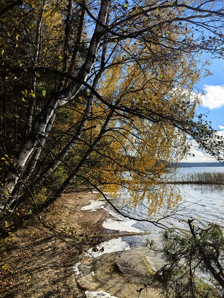 秋季风景，秋季自然，湖边，秋季森林，自然之美，美丽的风景照片，美丽的森林照片，黄叶树木，远处的森林，自然之旅，旅行，旅程，周围世界的美丽图片下载