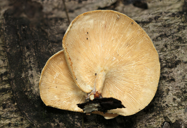 潮湿森林土壤中的日本毛革茸（Lentinus squarrosulus）的菌盖、菌褶和短菌柄（真菌、真菌学特写微距照片）图片下载