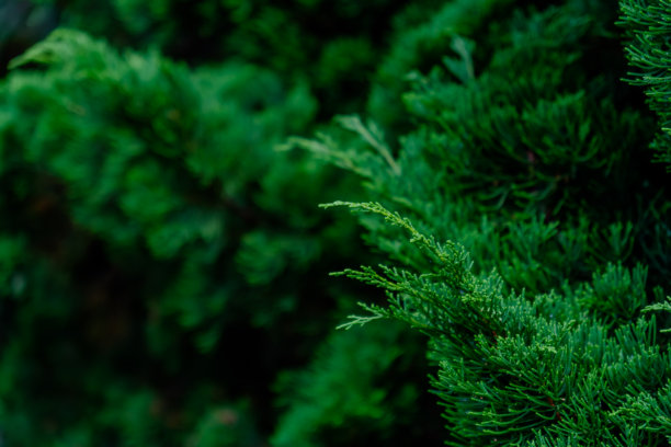 野外松树枝头上的绿色松叶照片，带有阳光的耀斑和阴影。图片下载