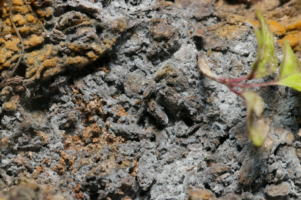 灰色和黄色的霉菌和真菌覆盖在树皮表面并开始生物降解（户外实地真菌学特写显微照片）图片下载
