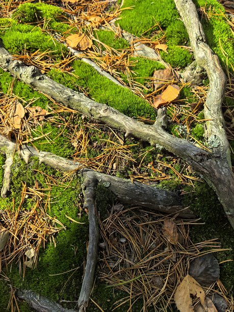 秋季风景，秋季自然，湖边，秋季森林，自然之美，美丽的风景照片，美丽的森林照片，黄叶树木，远处的森林，自然之旅，旅行，旅程，周边世界之美图片下载