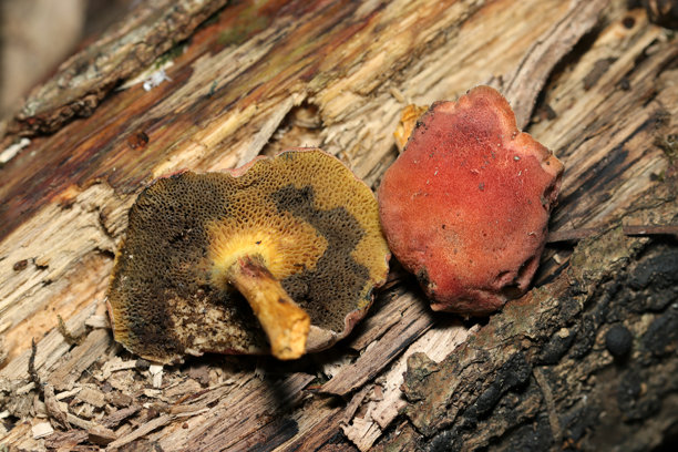日本小牛肝菌（Kojitake，Boletus rubellus，Boletus fraternus）在树皮上的蘑菇（户外野生真菌，真菌学特写宏观照片）图片下载
