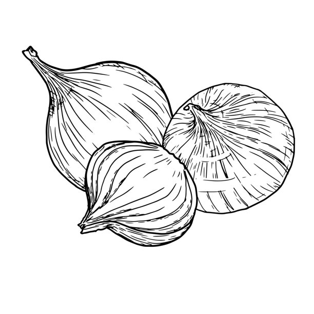 洋葱，整个的、切成圈和片的素描。矢量插画。农场蔬菜和香料，孤立在白色背景上。用于食谱、菜单、横幅和食谱书印刷、纺织品图片下载
