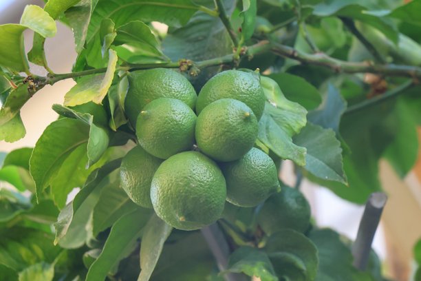 花园里的柠檬树上长着绿色的柠檬，素材图图片下载