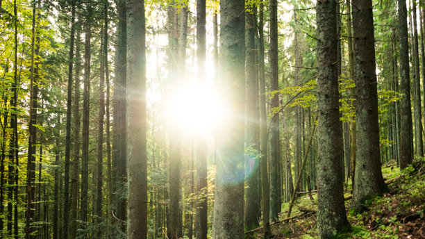阳光穿透树林，绿色调照片，阳光图片下载