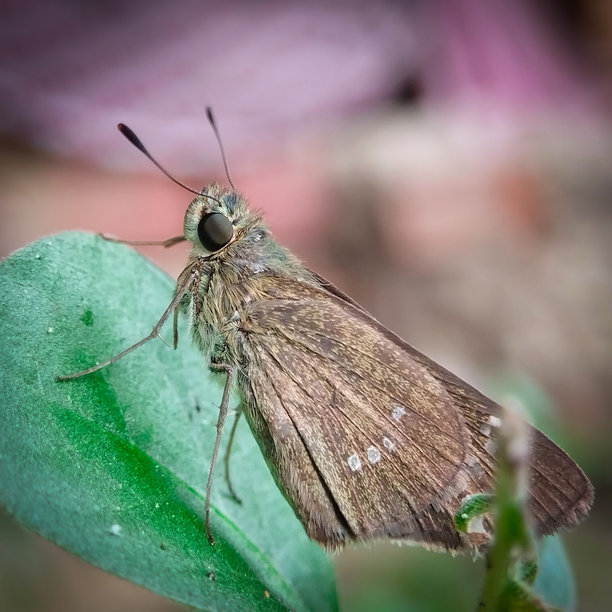 弄蝶在叶子上休息的微距照片图片下载