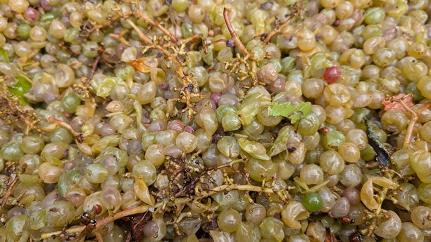 阳光下的葡萄园里，明亮的绿葡萄照片，生动地展现了成熟的葡萄在阳光下的景象图片下载