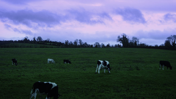 日落时分，在爱尔兰乡村农田的草地山坡上，奶牛正在吃草，一张高速列车旅行照片。图片下载