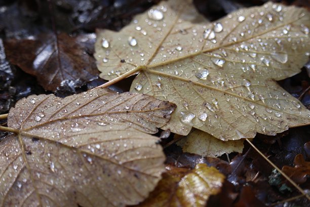 雨滴落在林地腐烂的梧桐叶上的特写照片图片下载