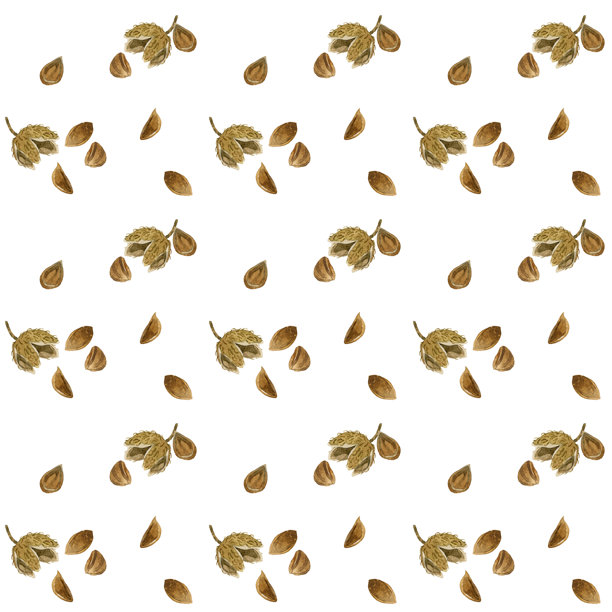 山毛榉坚果无缝图案。手绘水彩插画背景素材，以秋季植物为特色。图片下载