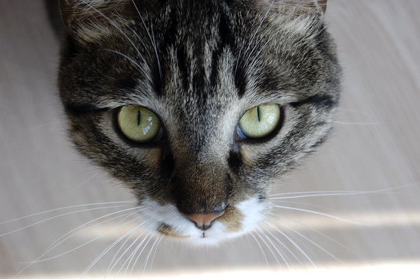 一只绿色眼睛的虎斑猫的特写镜头，它正向上看图片下载