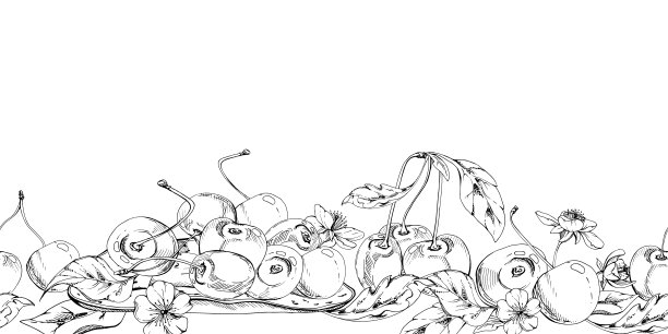 甜酸线条樱桃白花，植物叶子，手绘矢量墨水，簇拥在枝头的樱桃浆果。无缝横幅花环插画。餐厅、咖啡馆菜单、婚礼、农贸市场图片下载