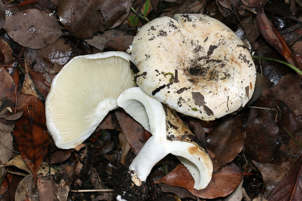 日本白伞菌（Shirohatsumodoki）的菌盖、菌褶和横截面（户外真菌，真菌学特写微距照片）图片下载