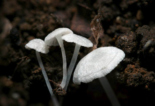 日本微小透明白色白 the (Mycena alphitophora) 蘑菇（户外田间真菌，真菌学特写宏观照片）图片下载