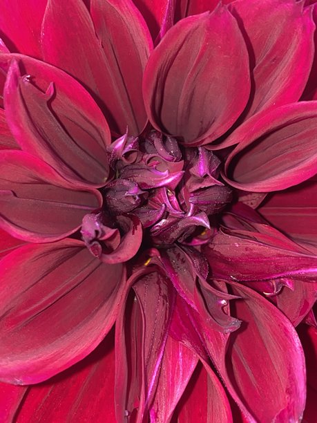 这张照片展示了一朵红色大丽花花瓣的特写。图片下载