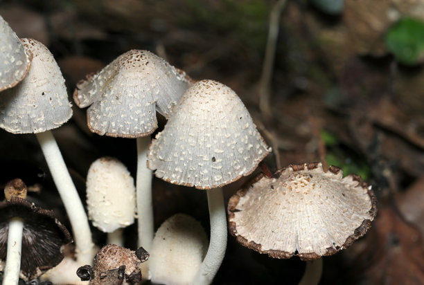 腐烂木头上的成熟日本墨耳（Coprinopsis atramentaria，火羽茸）蘑菇（户外野外真菌，真菌学特写微距照片）图片下载