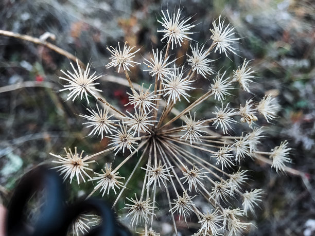 一张细节丰富的特写图片，展示了一种充满活力的植物，上面装饰着许多娇小玲珑的白色小花，每一朵都增添了其整体的美感。图片下载
