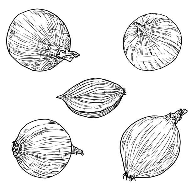 洋葱，黑白素描。矢量插画。一套新鲜的完整和切片洋葱，在白色背景上隔离。用于食谱、菜单、横幅和食谱书印刷、纺织品图片下载