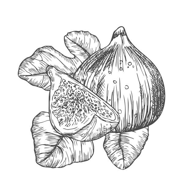 无花果矢量图。手绘水果及切片。夏季食物雕刻风格插画。详细的素食草图。非常适合标签、海报、印刷品、菜单图片下载