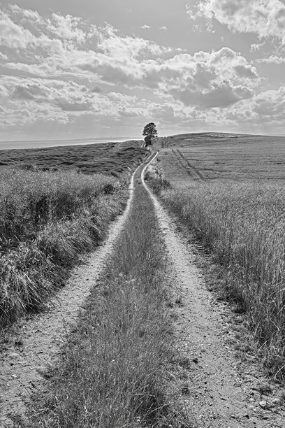 一张黑白照片，展示了一条延伸至地平线的乡村小路，路旁有一棵孤零零的树，天空布满云彩。图片下载