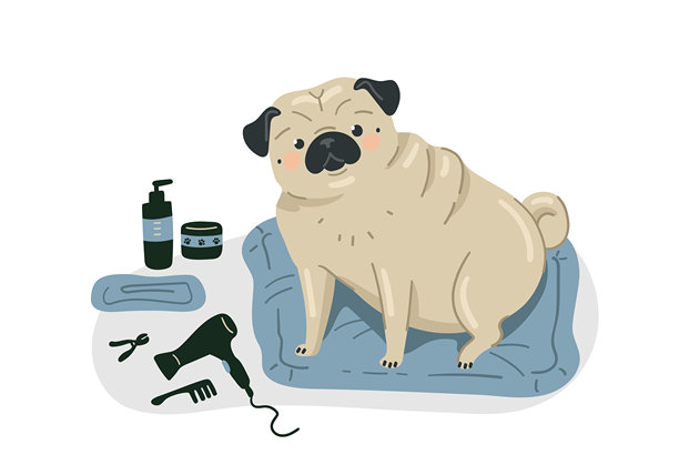 一只可爱的巴哥犬正在接受梳理的矢量插画，配有洗发水、毛巾、吹风机和梳子。扁平风格的矢量图。图片下载
