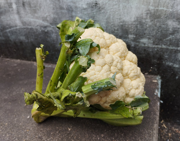 新鲜的白色花椰菜侧面照片图片下载