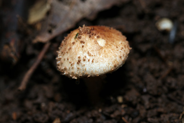 带有明显疣状鳞片的日本鬼伞（Lepiota aspera）蘑菇（户外真菌，真菌学特写微距照片）图片下载