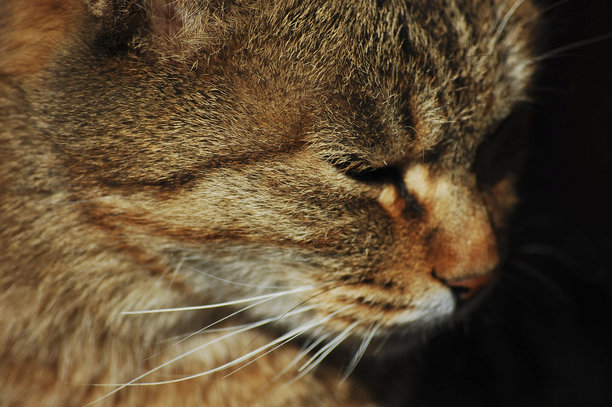一只棕色虎斑猫的特写，眼睛半闭图片下载