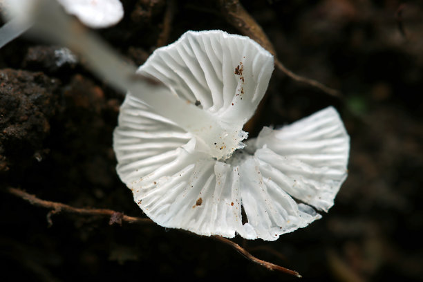 日本非常小的半透明白色白粉孢柄（Mycena alphitophora）蘑菇，带有菌褶（户外真菌，真菌学特写微距照片）图片下载
