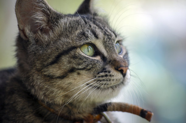 一只可爱的虎斑猫的特写，它有着明亮的绿眼睛图片下载