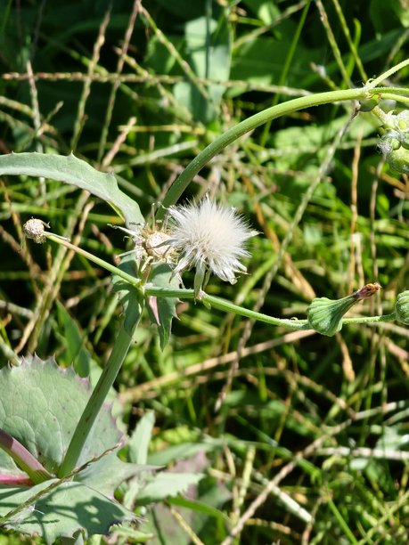 一株成熟的茴香（Sonchus oleraceus）的种子头特写照片，带有精致的白色绒毛状冠毛，准备被风吹散。图片下载