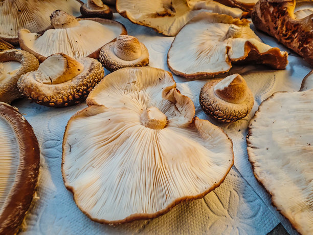 新鲜香菇特写照片。切面图图片下载