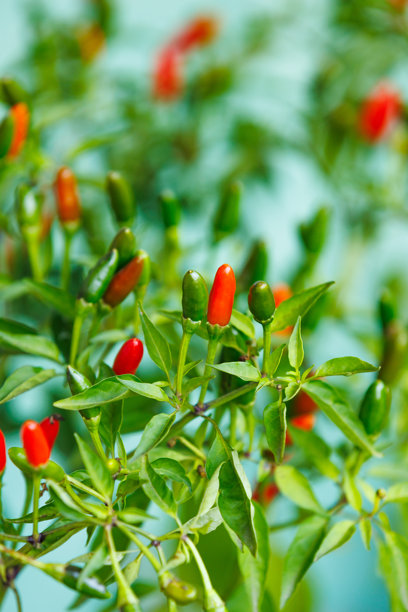 绿叶上的辣椒，处于不同成熟阶段。竖版照片。图片下载