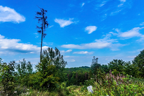 风景，森林，喀尔巴阡山脉，欧洲自然照片，东欧图片下载
