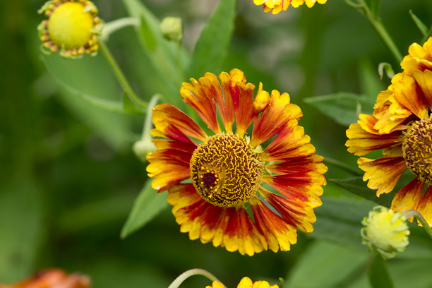 杂交天人菊。色彩斑斓的特写花卉照片。背景虚化，带有高光和散景。留有文字空间。自然之美。昆虫授粉。Helenium hybridum。天人菊。Biedemeier。Chelsey。图片下载