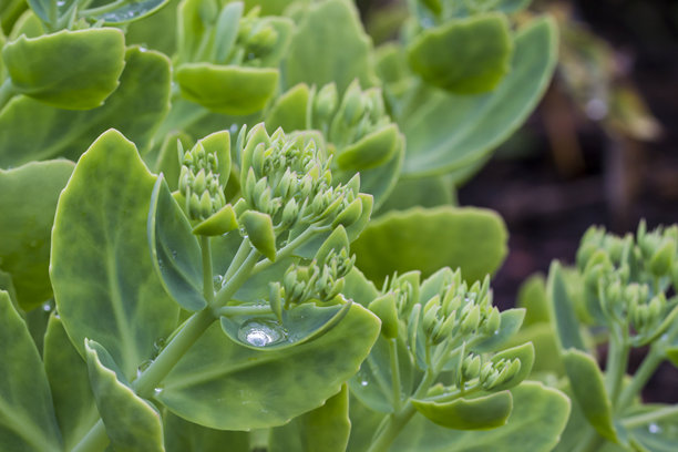 多肉植物。雨滴下的彩色花卉自然生长照片。特写。模糊的背景带有高光和散景。景天。红景天。肥厚叶景天。斯塔尔景天。图片下载