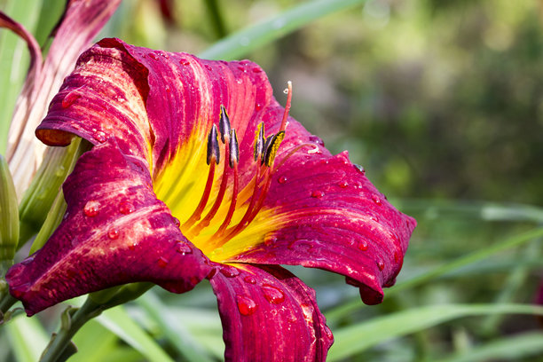 红色的萱草花。模糊背景下的彩色花朵微距照片。自然环境。虚化。萱草。黄花菜。百合科。图片下载