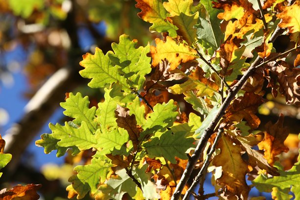 英国林地秋日色彩的特写照片图片下载