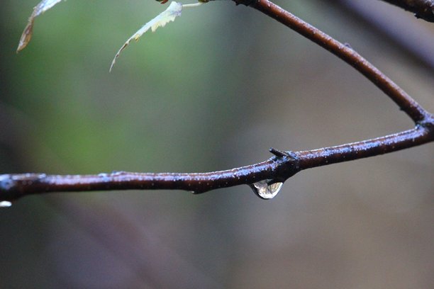 英国林地秋色的特写照片图片下载