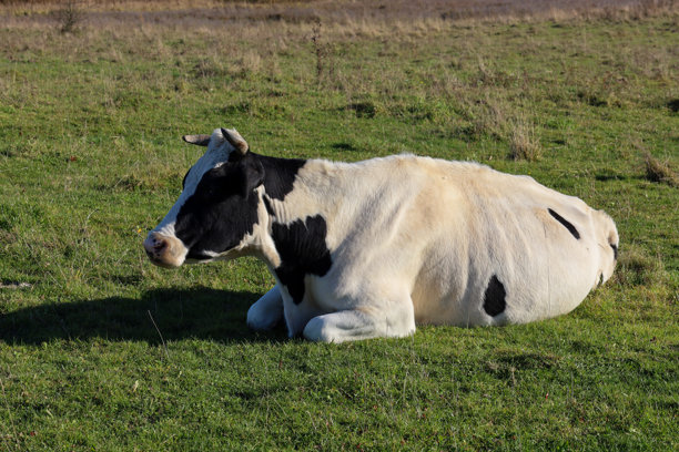 这幅照片展示了一头体型庞大、长有犄角的黑白奶牛，它正躺在阳光明媚的绿色牧场上，并直视着镜头。图片下载