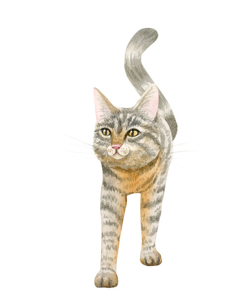 水彩虎斑猫插画，孤立在白色背景上。手绘的灰色橙色条纹流浪动物，适合动物救援中心、寄养家庭和领养设计的宠物剪贴画。图片下载