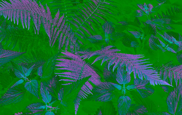 多汁的荨麻茎和绿色蕨类叶子素材图片，可用作背景或壁纸图片下载