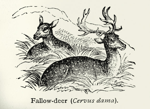 野生动物，梅花鹿，Cervus dama，雄鹿和雌鹿，维多利亚时代风格插画，19世纪图片下载