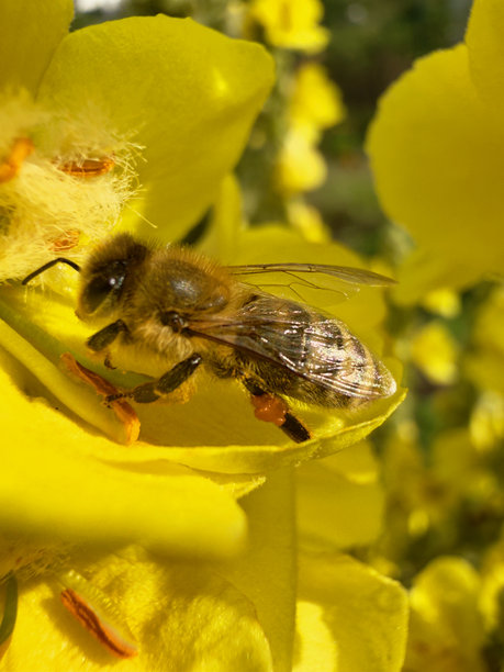 蜜蜂（Apis mellifera）采集花粉的微距照片图片下载