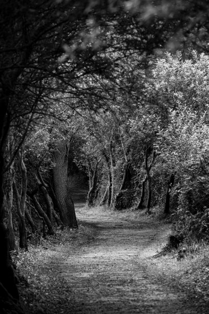 黑白照片，描绘了一条森林小径，周围是茂密的树木，形成光影交织的自然通道。图片下载